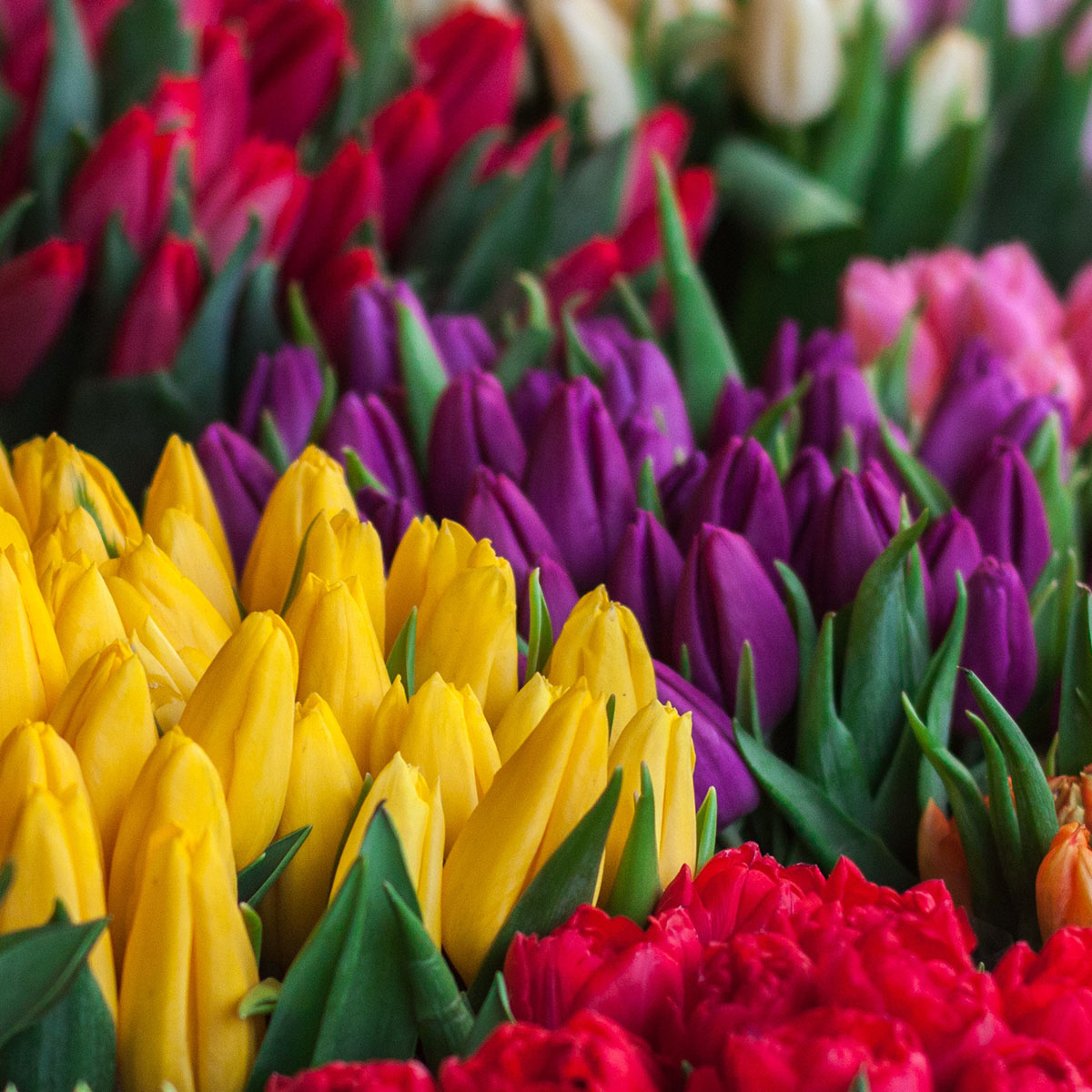 photo of flowers in a variety of colours